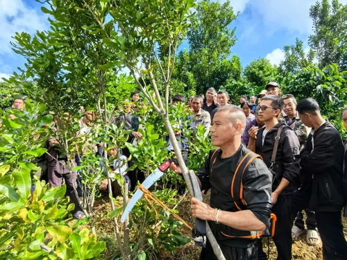 臨滄發(fā)展高原特色農業(yè),把 土 優(yōu)勢轉變成大產業(yè)