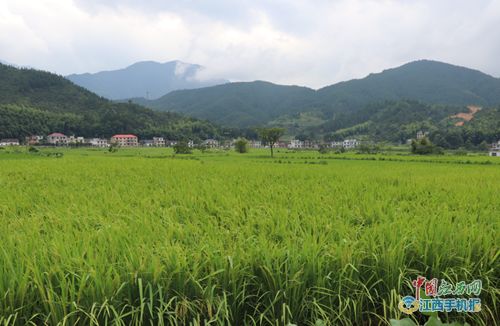 江西耘之谷農業(yè)科技發(fā)展扶貧產業(yè)基地揭牌 圖