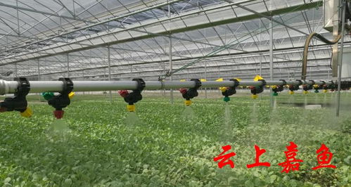 學(xué)習(xí)強國 嘉魚科技賦能蔬菜大縣 加速跑