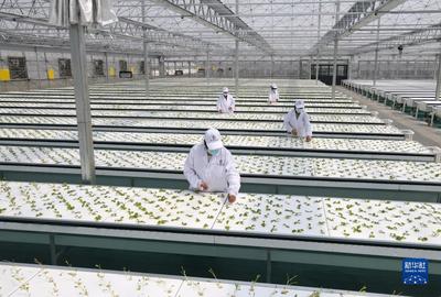 新華全媒+丨蔬菜長“墻上”,好吃又“時尚”--智慧“菜園子”的科技范
